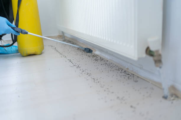 Best Termite Control Services  in Charlotte Hall, MD